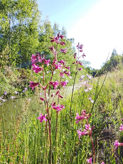 The image captures a vibrant natural scene in Snopok Novyi, Russia, under clear daylight conditions. In the foreground, multiple tall stalks of flowering plants with bright magenta or purplish-pink blossoms stand prominently amidst dense green grasses and other herbaceous vegetation. Many individual flowers are open, while some buds remain closed along the stems. Behind these primary flowers, a narrow, still body of water, possibly a ditch or canal with a greenish surface suggesting algae or reflections, runs from the left mid-ground towards the center. Scattered among the grasses on either side of this water body are smaller, light purple, bell-shaped wildflowers. The background on the left consists of a dense cluster of deciduous trees with bright green foliage, some displaying light-colored trunks consistent with birch. On the right, more trees and an expanse of tall grasses complete the horizon. A clear, bright blue sky occupies the upper portion of the frame. No human subjects, animals, or man-made structures are visible.
