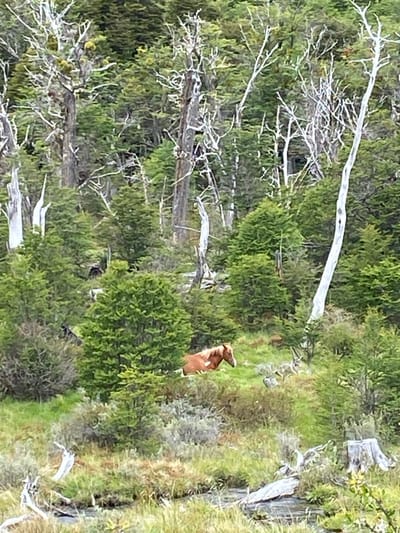 A brown animal, possibly a deer, stands among green shrubs and trees. The scene is primarily green with varied textures from foliage and grasses. Some of the trees are bare with white branches, adding contrast. Parts of a fallen tree or debris are visible on the right side, suggesting a natural, wild environment. The overall lighting is soft and diffused.