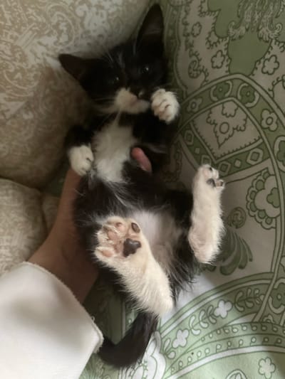 A black and white kitten is being held on its back, exposing its belly and paws, against a backdrop of patterned bedding in shades of beige and green. The kitten has green eyes and is looking slightly off-camera. One hand is visible supporting the kitten's body. The environment suggests an indoor setting, likely a bedroom. There is no information to suggest this scene is located in the city of Коротиха, Russia.