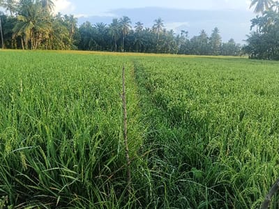The image displays a vast, verdant agricultural field in Teupinjok, Indonesia. The field is densely cultivated with healthy, green crops, consistent with immature rice plants, featuring long blades and nascent panicles. A narrow, indistinct vertical demarcation, likely an irrigation channel or small earthen path, traverses the field from the lower foreground towards the midground. Partially obscured within this demarcation line in the lower-middle foreground is a slender, dark-colored wooden or bamboo stake. The background reveals a dense line of tropical foliage, prominently featuring numerous tall palm trees and other broadleaf trees, forming the horizon. Above the tree line, a light blue sky with scattered white clouds indicates ambient daylight conditions, suggesting either early morning or late afternoon. No individuals, animals, or artificial structures other than the stake are visible within the scene.