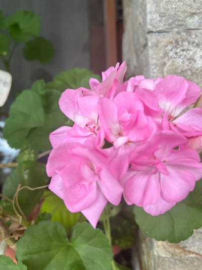 A close-up shot features a cluster of vibrant pink flowers, likely geraniums, in the foreground. The petals are delicate and layered, with hints of white in their centers. Lush green leaves surround the blooms. In the background, a textured stone wall and a muted, dark background suggest an outdoor setting. This scene is located in the city of Ognyanovo, Bulgaria.