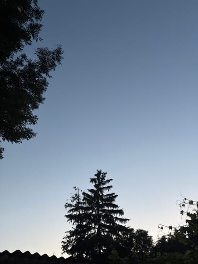 The image depicts a twilight scene with a clear, pale blue sky dominating the upper portion. Silhouetted against the sky are several elements: on the left, the dark foliage of a leafy tree extends from the top edge downwards. In the lower center, a tall, dense evergreen tree stands prominently, its branches reaching upwards. To the right of the evergreen, a cluster of dark trees and branches forms a backdrop. At the very bottom, a dark, wavy structure, possibly the roof of a building, runs across the frame. The overall impression is one of a rural or semi-rural setting at dusk.