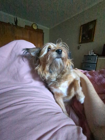 The image shows a small, scruffy dog with light brown and white fur, looking upwards. The dog is lying on a pink blanket with a person's arm resting on the blanket and near the dog. The background suggests an indoor setting, possibly a bedroom, with a wooden dresser or wardrobe, a circular clock on the wall, and a framed picture. Further in the background, there are two drawers or a small dresser. The lighting appears to be dim. The overall scene is casual and domestic. There are no discernible landmarks that would place this image specifically in Boryspil, Ukraine.