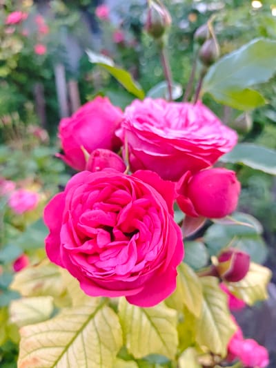 The image shows a close-up view of several bright pink roses in bloom, set against a blurred background of greenery and other pink flowers. The roses are the primary subjects, with one large, fully opened rose in the foreground, its petals tightly layered. To its right and slightly behind, another rose is also in bloom, appearing softer and with fewer visible petals. Smaller, unopened rosebuds are also present, some a deep reddish-pink, others a more muted purple. The leaves of the rose bushes are a mix of vibrant green and a yellowish hue, suggesting the season or lighting conditions. The overall impression is one of a lush, vibrant garden. The image does not contain any information about the city of Okny, Ukraine.