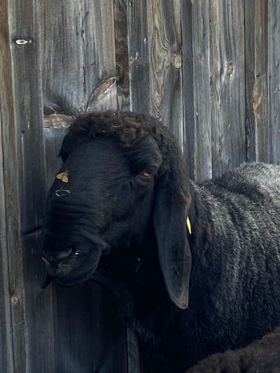 The image shows a close-up, high-angle view of a black animal, likely a yak or a similar bovine, resting on a weathered wooden surface. The animal's head is turned away from the camera, with its face mostly obscured, but one eye is visible. Its fur appears thick and dark. A small, light-colored tag is attached to its ear, and a tiny, light brown moth is perched on its flank. The wooden planks are old and weathered, showing signs of age and use, with visible knots and grain patterns. The overall lighting suggests it is daytime, with no specific indicators of the weather or time of day beyond that. The setting appears rustic, possibly a barn, stable, or an outdoor enclosure with wooden flooring. There is no discernible text in the image.
