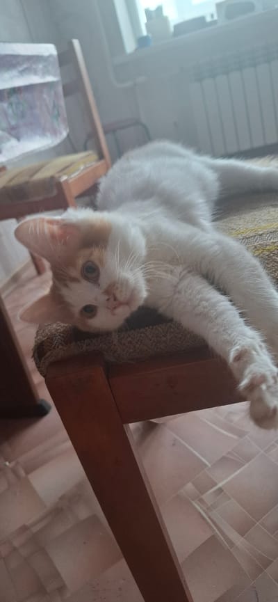 The image shows a ginger and white kitten lying on a chair. The kitten is stretched out, with its front paws extended. Its eyes are open and it is looking at the camera. The kitten is in focus, and the background is blurred. The chair appears to be made of wood and fabric. The room is well-lit, with natural light coming from a window in the background. The floor is tiled. This image was taken in a residential setting within the city of Tsimlyansk, Russia.
