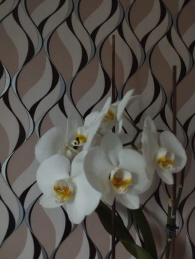 A cluster of white orchids with yellow centers is depicted against a wallpaper featuring a wavy pattern of beige, brown, and gray. The orchids are in bloom, with some flowers in sharp focus and others slightly blurred. Two wooden stakes support the flowering stems. The scene appears to be indoors, likely a residential setting in Hnivan, Ukraine, given the wallpaper's style. No people are visible in the image, and no specific actions or interactions are taking place. The lighting is ambient, suggesting an indoor environment.