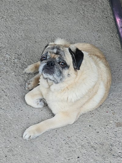 A pug dog is lying on a concrete surface. The dog is facing upwards and looking at the camera with its head tilted slightly to the side. Its eyes are dark brown, and its muzzle is wrinkled. The dog's fur is light brown and cream-colored, with black markings around its eyes and ears. The concrete surface is gray and has a rough texture. The background is out of focus but appears to be a mixture of gray concrete and some dark vertical lines, possibly indicating a fence or structure. The lighting suggests it is daytime.