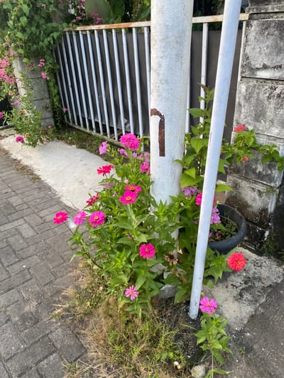 The image shows a sidewalk in Piyungan, Indonesia (latitude: -7.827, longitude: 110.483). There are a number of pink flowers blooming at the base of a white metal utility pole. The flowers are growing amongst green foliage. The pole is attached to a white metal fence, behind which there is a green bush. The fence separates the sidewalk from a dirt path. The ground near the pole is a mix of dirt and small green grass. The sidewalk is made of rectangular gray bricks. There is a rusty number '1' painted on the white pole. A black plastic planter is visible on the dirt path, next to the pole, with green plants and brown and orange flower petals. The fence has a rusty metal frame. The path is visible in the background, between the pole and the wall. There is a stone wall with gray mortar joints to the right of the utility pole. There is a green leafy vine growing along the stone wall. The vine has several small, pink, delicate flowers blooming on it.