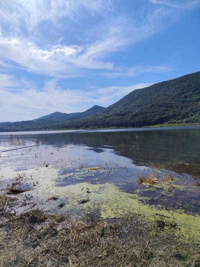 A wide-angle, eye-level outdoor shot depicts a serene lake scene under a bright blue sky with wispy white clouds. The foreground is dominated by the edge of the lake, with dry, brown reeds and grasses covering the muddy bank. The water in the foreground is shallow and murky, with patches of vibrant green algae floating on the surface. Several thin, dark poles or branches stick out of the water, and a dark, thin cable or rope runs horizontally across the water in the left foreground. The middle ground features the calm lake reflecting the sky and the distant hills. Further in the distance, a line of lush, green, tree-covered hills stretches across the horizon, forming a natural backdrop. The image conveys a sense of peaceful isolation, characteristic of a natural landscape. The scene is consistent with the natural beauty found in and around Asparuhovo, Bulgaria, known for its picturesque lakes and rolling hills.