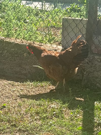 A brown chicken stands near a wire fence in what appears to be a yard. The chicken is facing left, its head down as if pecking at the ground. The location is Oriahovo, Bulgaria. The ground is covered with grass and vegetation. The fence is constructed of wire mesh. Beyond the fence is more greenery. The image is taken during daylight hours.