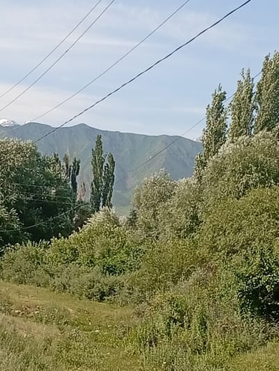 This image depicts a serene outdoor landscape in Besh Kungei, Kyrgyzstan. The scene is dominated by lush greenery, with a variety of trees and bushes filling the foreground and midground. Tall, slender trees with dense foliage stand out amongst the other vegetation. In the background, a majestic mountain range rises, its slopes partially covered in green, suggesting a temperate climate. The peaks of the mountains appear to be capped with snow, indicating a high altitude or cooler season.

Power lines stretch diagonally across the sky, a man-made element contrasting with the natural beauty of the environment. The sky is a clear, pale blue, with some wispy clouds. The overall impression is one of a peaceful, rural setting, likely during the daytime, given the bright light and clear sky. The abundance of vegetation suggests it is either spring or summer. There are no people or animals visible, and no specific activity or event is taking place. The image captures a moment of quiet natural grandeur.