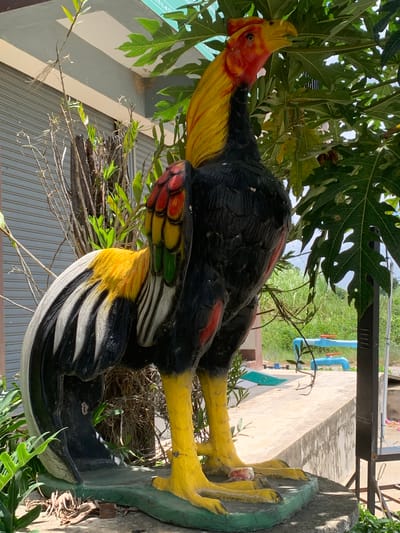 A colorful, life-sized statue of a rooster stands prominently on a concrete platform in an outdoor setting. The rooster statue is depicted with bright yellow legs and comb, a black body, and vibrant red, yellow, and green feathers on its tail and wing. It is positioned amongst lush green foliage, including large-leafed plants and some dry, woody branches. In the background, a grey corrugated metal garage door is visible, along with a section of a light-colored building with a white trim. Further in the background, a field of tall green grass and some blue pipes with red valves can be seen. The lighting suggests it is daytime, with sunlight casting shadows. The overall scene appears to be in a residential or commercial area, possibly a yard or an entrance.