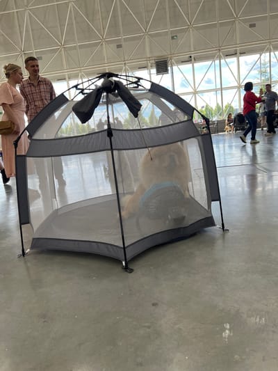 A medium shot captures a dog in a portable enclosure indoors. The dog, a fluffy light brown breed, is lying down inside a grey mesh playpen. A blue fan is placed in front of the dog within the enclosure. The playpen is positioned on a polished concrete floor. In the background, a couple stands near the playpen, with the woman on the left wearing a light pink dress and the man on the right in a plaid shirt. Several other individuals are visible in the distance, some walking and some seated. The environment appears to be a large indoor space with a high ceiling supported by a geometric metal framework. Large windows line the walls, allowing natural light to enter and revealing glimpses of trees and the sky outside. The scene suggests a public event or gathering, possibly an exhibition or fair, in an urban setting. The location is identified as Зеленая Роща-1 Киз, Russia.