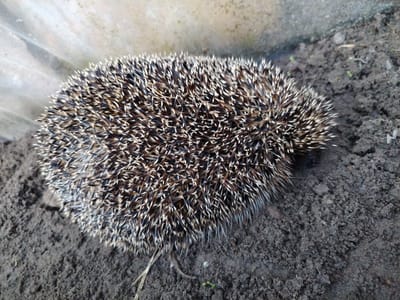 A hedgehog is curled up on dark, slightly damp soil. The hedgehog is facing left and is predominantly covered in spines, which are dark brown with white tips. The background shows a light-colored, possibly concrete or stone, surface on the left side, and more soil with sparse green shoots on the right. The lighting suggests it is daytime. The scene appears to be outdoors, possibly in a garden or natural area.