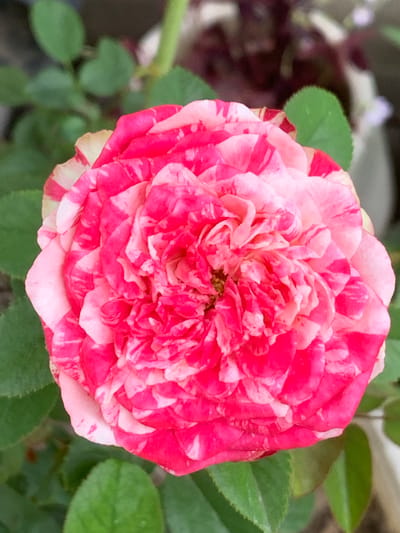 A close-up, overhead shot focuses on a striped pink and white rose bloom. The rose is the primary subject, filling the majority of the frame. Its petals are intricately layered, displaying vibrant streaks of deep pink against a lighter blush pink base, with some petals showing creamy white edges. The center of the rose appears slightly darker and more densely petaled. Surrounding the bloom are out-of-focus green leaves, suggesting a garden setting. The background is blurred, hinting at further foliage and possibly a soft, out-of-focus object in the upper right corner that appears to be a planter or decorative item. The lighting suggests it is daytime, and the overall impression is one of natural beauty and detail. The location in Ban San Ton Kok, Thailand, is not visually discernible from the image itself; this is an external piece of information.
