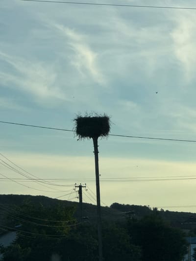 In Lisnyky, Ukraine, a large, dark nest, likely for storks, is perched atop a utility pole. The nest is constructed from twigs and grass, with some strands extending outwards, giving it a disheveled appearance. The pole is silhouetted against a pale blue sky with wispy white clouds. Several power lines stretch horizontally across the frame, some appearing to pass over the nest. In the distance, a tree-covered hill forms the horizon, with hints of buildings or structures visible amongst the foliage. A few small birds can be seen flying in the sky. The overall scene captures a moment of nature integrated with human infrastructure in a rural Ukrainian setting.