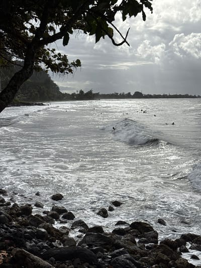A coastal scene in Māhina, France, is depicted under an overcast sky with scattered bright areas where sunlight penetrates. The foreground shows dark, wet rocks and a piece of driftwood. A large tree with a dark trunk and green foliage partially obscures the upper-left of the view. The grey-blue sea features numerous white-capped waves. Approximately 15 to 20 individuals are visible in the water, positioned on surfboards. One individual is actively riding a breaking wave in the mid-left, prone on their board. Other individuals are distributed further offshore, either paddling or waiting for waves. The background presents a treelined coast and a hillside on the left, with distant buildings and a steeple visible along the horizon.