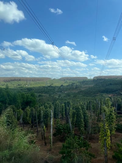 The image displays a vast agricultural landscape in Thôn 8, Vietnam, under a bright blue sky, presented in a horizontal orientation. The horizon line stretches across the mid-section, separating the expansive sky from the cultivated land.
In the upper part of the frame, a clear blue sky is adorned with scattered, fluffy white cumulus clouds, indicating fair and sunny weather. Multiple parallel power lines traverse the sky from left to right, supported by insulators. A tall, slender transmission tower stands in the mid-distance beneath these power lines, with another less distinct tower visible further on the horizon.
Below the sky, the landscape is dominated by extensive agricultural fields. In the right foreground, neat rows of lush green plants, strongly resembling pepper vines, grow on vertical supports. These plants are vibrant and healthy, suggesting an active plantation. Beyond these foreground crops, the land unfolds into rolling hills and various other agricultural plots. Some areas are covered in different shades of green vegetation, while others appear to be fallow or feature browner crops or soil. A denser band of trees or vegetation forms the far left boundary of the landscape.
The bright illumination points to a daytime scene, likely midday or early afternoon. No individuals are visible, and there is no discernible text within the image. The scene conveys a sense of large-scale agriculture and the natural beauty of the Vietnamese countryside.
