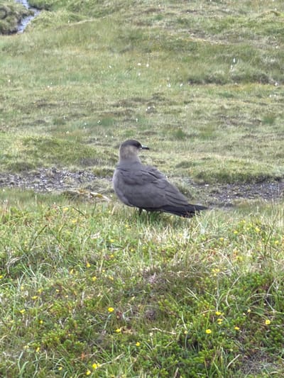A single, dark gray bird stands in a grassy field with scattered yellow wildflowers. The bird is facing to the right, with its head slightly turned. It has a dark beak and dark eyes. The grass is green and somewhat tall, with some patches of bare earth and small stones visible in the background. A body of water, possibly a stream or small river, is visible in the upper left corner of the image, with a rocky bank. The overall scene appears to be a natural, outdoor environment. The location is identified as Miðvágur, Faroe Islands.