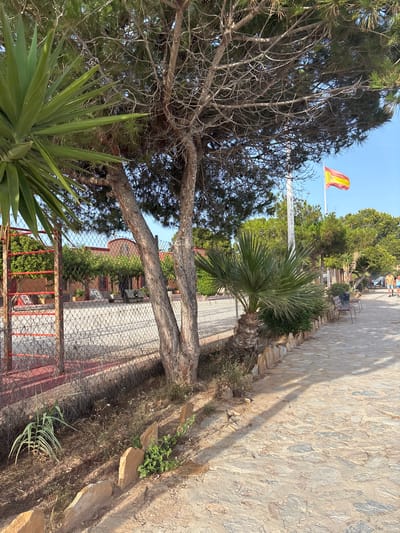 The image depicts an outdoor scene in Urbanización Cabo Roig, Spain, on a sunny day. In the foreground, a paved walkway made of irregular flagstones runs from right to left. A narrow strip of dry, sandy ground with sparse vegetation and scattered rocks borders the walkway on the left. A large pine tree with rough bark and a dense network of branches occupies the left-center of the frame, casting shadows on the walkway. To the left of the tree, a yucca plant with long, spiky green leaves is visible. Further left, a chain-link fence with red metal posts encloses an area with a red-colored surface, possibly a sports court, with trees and a building visible beyond.

In the mid-ground, a small palm tree stands next to the walkway, and behind it, a line of benches and trash receptacles are situated. A white flagpole with a Spanish flag (red and yellow stripes) flying is visible behind the palm tree. Beyond the walkway and benches, a cluster of green trees and shrubs forms a backdrop, with a building featuring an orange facade and arched windows visible through the foliage.

In the background, on the right side of the image, two people, a man and a woman, are walking away from the camera along the walkway. The man wears a blue t-shirt and dark shorts, and the woman wears a light blue top and yellow shorts. The sky is clear and blue. The overall impression is a warm, dry, Mediterranean environment.
