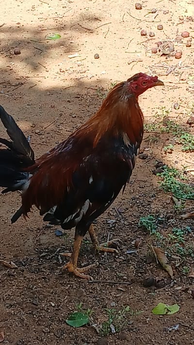 A medium-angle, slightly canted shot captures a rooster in El Samán, Venezuela. The rooster, featuring a red head, dark brown and black plumage, stands on reddish-brown soil interspersed with sparse vegetation. The foreground exhibits sandy ground and scattered debris. The scene is illuminated by natural light.