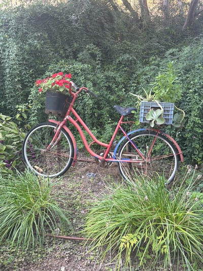 The image depicts a static, outdoor scene in the Sdot Negev Regional Council, Israel. The central object is a vintage, red-painted bicycle, positioned upright and facing to the right. No individuals are present.
The bicycle features a black seat, black handlebars, and white-walled tires with silver spokes. A black wire basket, secured to the handlebars, contains a densely packed cluster of vibrant red flowering plants. A grey plastic utility crate is affixed above the rear fender and wheel, functioning as a planter for various green plants, including a tall leafy plant, a spider plant, and several succulents. The bicycle frame exhibits visible wear, including chipping paint and rust on components such as the chain, pedals, and bottom bracket. The rear fender shows segments painted blue and red.
The bicycle is situated on a patch of uneven ground composed of earth, small stones, and sparse groundcover. A dark brown pipe or conduit runs horizontally across the lower foreground. Clumps of long, narrow-leafed green foliage are prominent in the immediate foreground. To the left of the front wheel, a plant with small purple berry-like clusters is visible. The background consists of a dense, verdant wall of various leafy green shrubs and vines, indicative of an overgrown garden or naturalized area. Portions of tree trunks are discernible towards the upper part of the background foliage. The scene is illuminated by natural light, casting soft shadows.