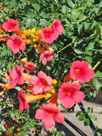 The image shows a cluster of bright pink and orange trumpet-shaped flowers, likely a species of trumpet vine, in full bloom. These flowers are against a backdrop of lush green foliage and a partially visible grey stone wall or ground. The lighting suggests it is daytime, with sunlight casting shadows. The context provided indicates this scene is located in Ledrada, Spain, a municipality in the province of Salamanca, Castile and León. The image is a close-up view, focusing on the intricate details of the flowers, their vibrant colors, and the texture of the petals and leaves. There are no people or animals visible in the frame. The overall impression is one of natural beauty and the peak of a flowering season.