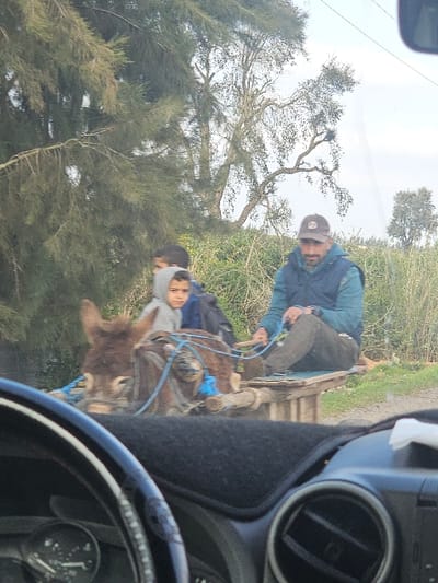 A photograph taken from inside a vehicle displays a donkey-drawn cart on an unpaved road in Ameur عامر, Morocco. The vehicle's steering wheel, dashboard, and an air vent are visible in the foreground. A brown donkey, fitted with blue and brown harnesses, is positioned left of center. It is attached to a rudimentary wooden cart. Three individuals are on the cart: an adult male, wearing a dark baseball cap, a dark blue vest over a teal shirt, and dark trousers, is seated on the right, holding blue reins. Two children are seated behind the donkey; one child, wearing a light grey hooded sweatshirt, is centrally visible and looking towards the viewer, while the other is partially obscured behind them. The background consists of dense green vegetation, including coniferous trees to the left and sparser trees to the right, beneath a light sky with faint utility lines overhead.