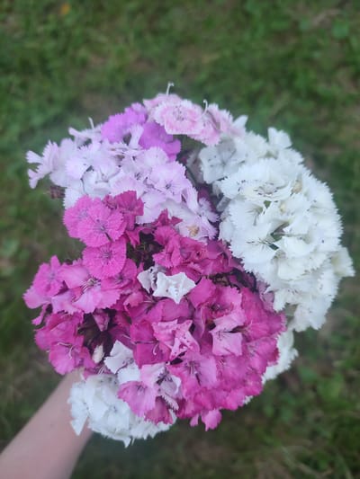An overhead shot shows a bouquet of pink, white, and purple dianthus flowers held by a person's arm. The flowers are densely packed together, with individual petals displaying a delicate, fringed edge. The background is out of focus, showing a green grassy area, suggesting an outdoor setting. The image was taken in Novaya Ivanovka, Russia.