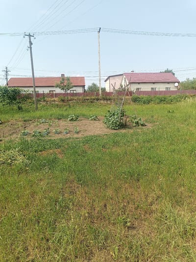 This is an outdoor, medium-angle shot of a garden plot with houses and utility poles in the background. The garden is situated in Yampil, Ukraine. The foreground is dominated by tall, green grass. In the midground, there is a cultivated garden bed with rows of young plants and a wooden structure covered in vines. Behind the garden are two houses with red roofs and a brown fence. Utility poles and power lines are visible in the upper portion of the image against a clear sky. The overall impression is of a rural or suburban residential area.