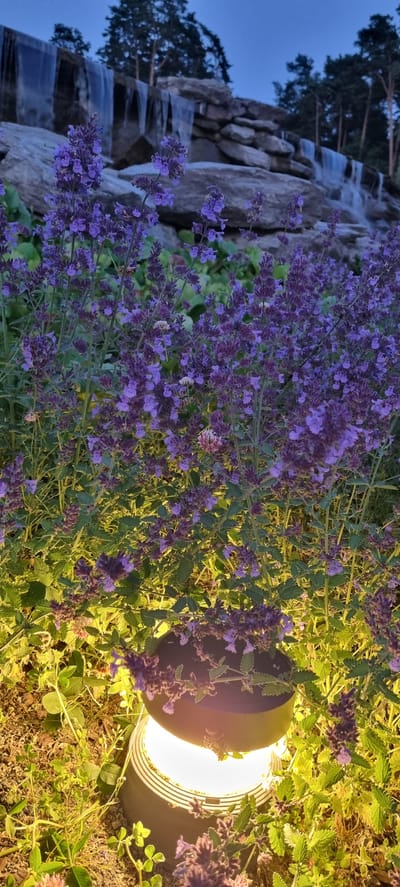 The image depicts a close-up view of purple flowers illuminated by a ground-level lamp at dusk. In the background, a rocky waterfall cascades water. The surrounding vegetation consists of green leaves and other small plants. The sky is a deep blue, indicating twilight. The scene appears to be an outdoor garden or park setting. No people are visible. This is an image of a garden in Shulgino, Russia.