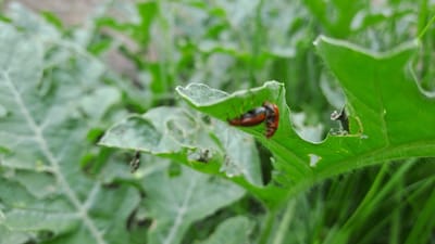 In Geudongalue, Indonesia, two reddish-brown beetles are shown mating on a torn green leaf. The leaf is covered in fine hairs and has several holes and ragged edges, suggesting it has been damaged by insects. The background is blurred, showing more green foliage and the ground, indicating an outdoor natural setting. The focus is on the mating beetles and the leaf they are on.