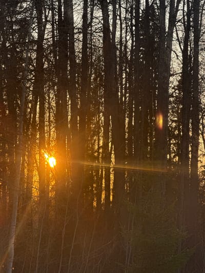 The image depicts a dense network of tree branches silhouetted against a bright, low-angled sun. The sun's rays filter through the branches, creating a strong contrast of light and shadow. The location is assumed to be Molodezhnyi, Russia, based on the request. The scene appears to be at or near sunset or sunrise.