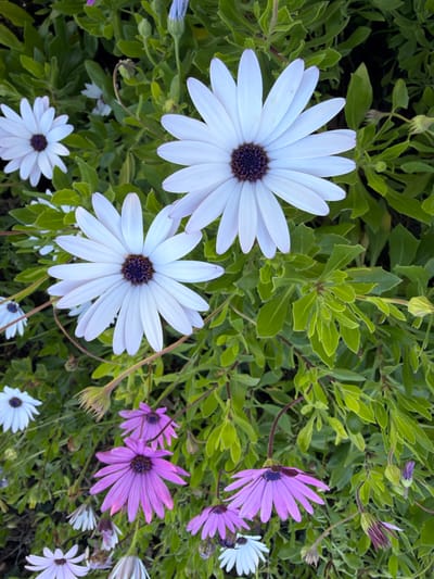 A vibrant cluster of daisies in full bloom, featuring both white and lavender petals. Dark centers punctuate each flower, contrasting with the petal hues. Lush green foliage provides a backdrop, with numerous leaves and budding stems intermingling among the blossoms. The scene captures a lively array of colors and textures in a natural setting.