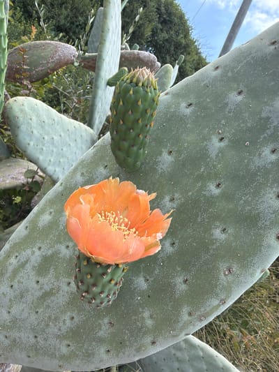 A close-up shot shows a prickly pear cactus pad with an orange flower and two green fruits. The cactus pad is large and flat, with a pale green, waxy surface covered in small dark dots and lighter speckles. An open, vibrant orange flower with many yellow stamens is positioned on the lower left side of the pad. Above and below the flower are two oval-shaped green fruits, covered in small spines. The background consists of blurred green foliage and a bright blue sky with scattered white clouds, with a hint of a gray pole. The scene appears to be outdoors, likely in a natural or semi-natural environment. The location is specified as the city of Misgav Regional Council, Israel.