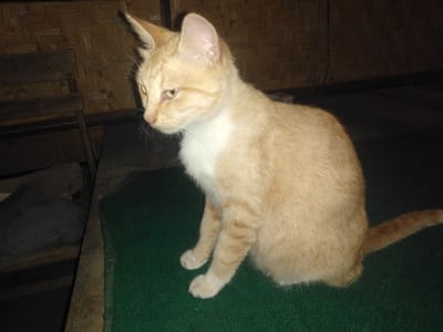 An orange tabby cat with a white chest and paws is depicted sitting on a dark green, short-pile carpet or mat. The cat faces left, its head slightly turned, looking intently towards the left side of the frame. Its eyes are yellowish, and its ears are perked. The background on the left features a dark wooden structure, possibly a shelf, with an indistinct dark item resting on it. The upper background behind the cat shows a textured wall, possibly woven bamboo or straw. The overall environment is dimly lit, suggesting an indoor setting in Quesada, Costa Rica. No other subjects or interactions are visible.