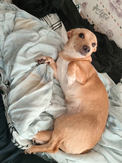 A light brown dog is lying on a bed with crumpled light blue and white patterned bedding. The dog is facing the camera with its head tilted and its front paws resting on the bedding. Black fabric is visible in the background. The bedding has a faint pattern of what appears to be palm fronds and there is a postal stamp graphic overlay on the upper right corner of the bed, suggesting it is a themed bedspread. The dog is in a relaxed pose, appearing comfortable. The scene is indoors, likely a bedroom. The image does not provide any information or visual cues that would place it in the city of Андрэеўшчынскі сельскі Савет, Belarus.