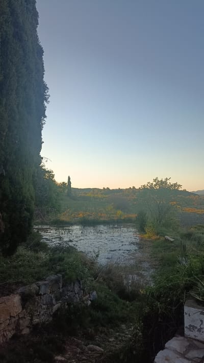 The image depicts a pond in Jérica, Spain, under a clear sky. The pond is surrounded by greenery, including trees and grass, with a stone wall partially visible in the foreground. In the background, rolling hills are visible under the light of the sky, suggesting either sunrise or sunset.