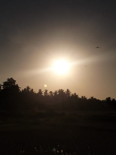 The image shows a silhouette of palm trees against a bright sky with the sun prominently visible. Two birds are in flight against the sky. The bottom of the image is dark, obscuring details of the foreground, but appears to be a field or vegetation. The scene suggests an outdoor, possibly rural, environment in Lhokkulam, Indonesia.