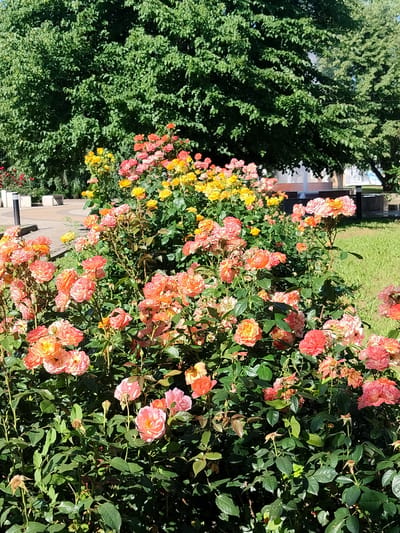 The image depicts a vibrant flowerbed filled with a variety of roses in shades of pink, coral, and yellow. The roses are densely planted, with some in full bloom and others in bud. Lush green foliage surrounds the flowers, creating a rich backdrop. In the background, a large, mature green tree dominates the scene, its dense canopy casting shadows. Beyond the tree, hints of urban elements are visible, including a paved pathway, what appear to be benches and light posts, and a fountain with water jets. The overall setting suggests a park or garden area within a city, likely a public space designed for relaxation and visual appeal. The lighting indicates a sunny day, with sunlight dappling through the leaves and illuminating the flowers. Given the provided location of Labinsk, Russia, this scene is consistent with a well-maintained urban green space.