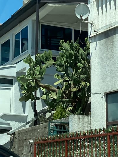 The image captures a residential building in Meljine, Montenegro, featuring a prominent prickly pear cactus. The building has white exterior walls and several windows with blue-tinted glass. A satellite dish is mounted on the wall near the upper floor. The cactus is large and bushy, with numerous pads and some developing fruit. In the foreground, a red metal fence with pointed finials runs across the bottom of the image, partially obscuring a green mesh fence behind it. The scene appears to be outdoors during daylight.