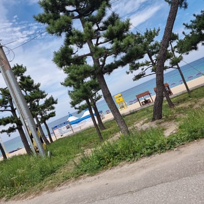 The image depicts a coastal scene at Jumunjin Beach in Gangneung-si, South Korea. The foreground features a sandy path bordering lush green grass and vegetation, with a gray asphalt road angled into the lower right corner. Several pine trees with green needles are prominent, some leaning towards the ocean.
Beyond the trees, the beach unfolds with a sandy expanse leading to the blue ocean under a sky dotted with white clouds. Beach amenities are visible, including purple umbrellas, wooden structures that appear to be gazebos or shelters, and a yellow lifeguard tower with the number 11. A white and blue tent is set up on the beach. A wooden boardwalk snakes along the sandy area. A sign with Korean text is posted near the tent. One of the wooden shelters has a person sitting inside. The ocean stretches to the horizon. Power lines and a utility pole are present in the left portion of the image.
