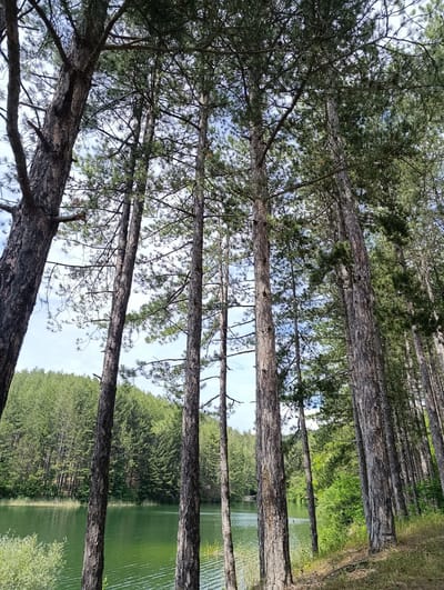This image depicts a serene lake nestled within a dense pine forest in Nevestino, Bulgaria. The foreground is dominated by the towering, rough-barked trunks of numerous pine trees, their branches reaching towards a partly cloudy sky. Sunlight filters through the canopy, creating dappled patterns on the forest floor. To the left, the tranquil, green waters of the lake reflect the surrounding foliage. Across the lake, a steep, verdant slope is covered in a thick layer of pine trees, creating a dramatic backdrop. The scene conveys a sense of natural beauty and peaceful isolation, typical of rural Bulgarian landscapes.