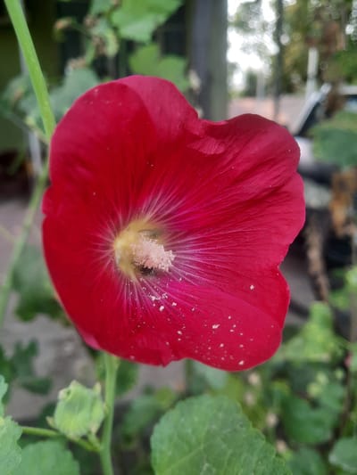A close-up, eye-level shot focuses on a vibrant red hollyhock flower. The flower's petals, with their delicate veins, are a deep crimson, fading to a lighter pinkish-red towards the center. The center of the flower reveals a bright yellow stigma surrounded by fluffy, light pink stamens. A small, dark insect, possibly a bee, is visible nestled amongst the stamens, dusted with pollen. Scattered white speckles, likely pollen or dust, dot the petals. The flower is attached to a thick, green stem that extends upward out of frame. To the left of the flower, a developing green bud is visible on the stem. The background is softly blurred, showing a mix of green foliage, tree trunks, and a hint of what appears to be a street or outdoor area with a blurred car in the distance. The lighting suggests it is daytime, with soft sunlight filtering through. The scene is consistent with a garden setting in Восеабад, Tajikistan, given the presence of hollyhocks which are common ornamental plants in the region.