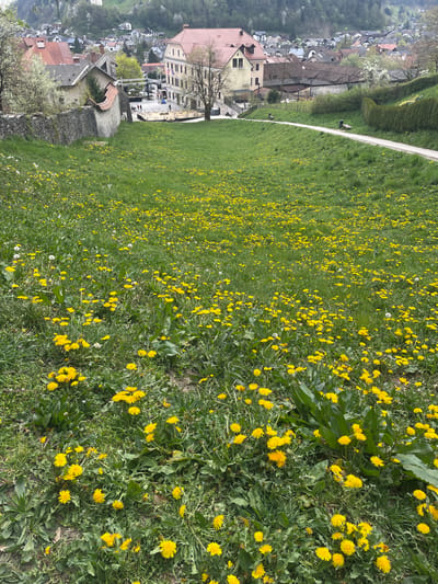 The image shows a grassy field with numerous yellow dandelions in Skofja Loka, Slovenia. The field slopes down towards the town, which is visible in the background. A white path runs along the edge of the field, parallel to a hedge. The town consists of buildings with red-tiled roofs. The lighting indicates it is daytime. There are no visible people or interactions occurring within the frame.