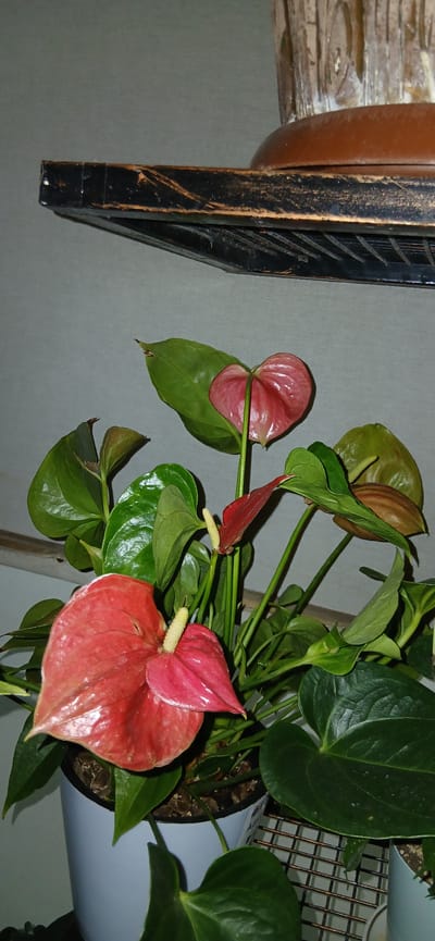 In the city of Charshanba, Uzbekistan, a potted anthurium plant with vibrant red and pink spathes and glossy green leaves is displayed on a shelf. The shelf, made of dark wood with metallic accents, is mounted on a light gray wall. The plant is in a light blue pot, partially visible. The background suggests an indoor setting. The image focuses on the botanical subject, with the shelf providing context for its placement. No people are present in the scene.
