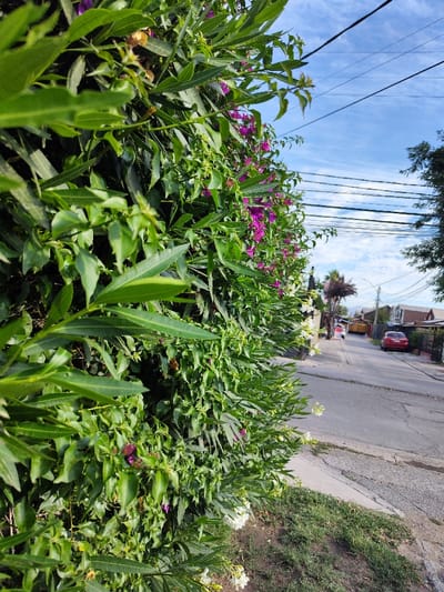 A vibrant green hedge with purple and white flowers lines a quiet street. A red car is parked in front of a house across the road. Power lines stretch across a bright, slightly cloudy sky. The scene is captured at ground level, emphasizing the lush vegetation against the backdrop of a residential neighborhood.