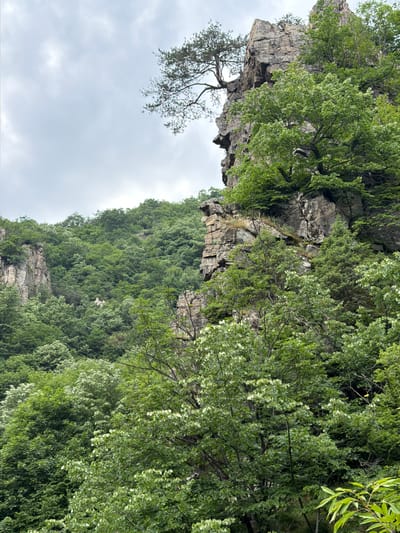 This image presents a rugged, densely forested mountain landscape located in Golyamo Belovo, Bulgaria, under a light grey, overcast sky. Steep, stratified rock formations, varying in shades of grey and brown, are prominent, particularly on the right side of the frame. A solitary, gnarled pine tree with sparse, dark green needles is rooted atop a large cliff face on the upper right, its branches extending into the sky. The majority of the scene is covered by a lush, multi-layered deciduous forest, displaying a spectrum of green hues from bright lime to deep forest green. Several mid-ground trees exhibit lighter, almost white-green foliage, possibly indicating new growth or flowering. The lower slopes and background hills are completely blanketed in this dense tree cover. No human structures, individuals, or fauna are discernible within the frame.