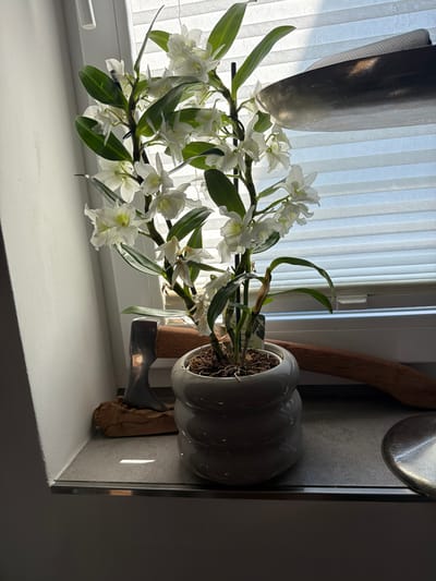 A white orchid plant with multiple blooms and green leaves is situated in a gray pot on a countertop. To the left of the plant, an axe head rests on a piece of driftwood. Behind the plant, a window with white blinds is visible, with light streaming through. The background is a light-colored wall. The scene is located on a countertop in Bissendorf, Germany.